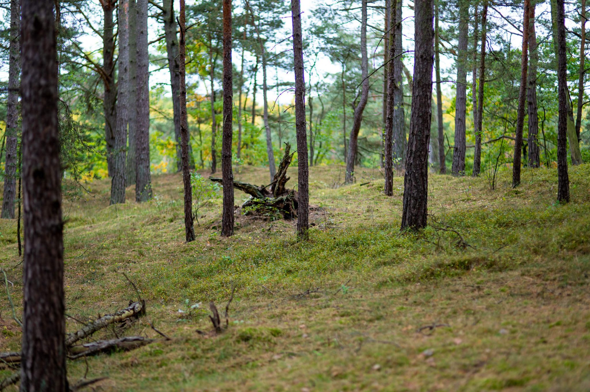 lesne kapiele 2 - Leśne Zanurzenie - uzdrowienie płynie z lasu